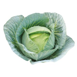 Pragati Cabbage From Known You Seed (India)-KYI